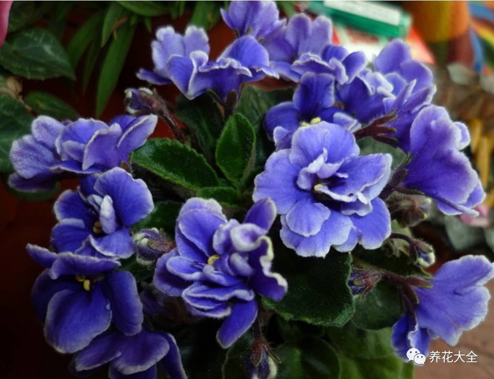 这些花越养越值钱,这些花比绿萝还好养