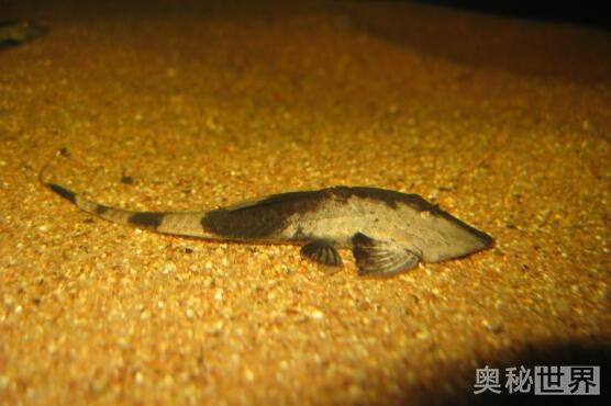 24k黄金达摩野生和人工的区别,24k黄金达摩真的有黄金吗