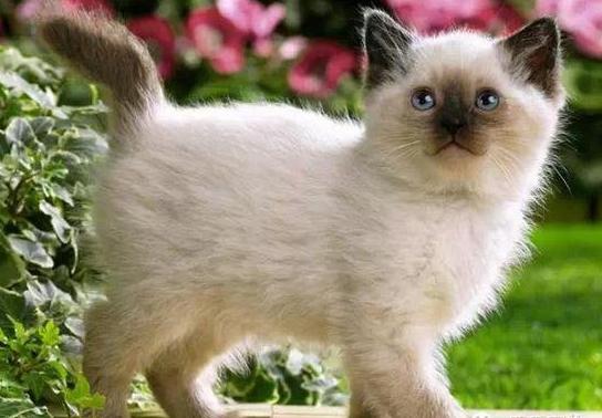 喵星人的品种,喵星人的含义和象征