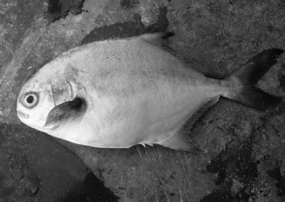 科普鱼虾蟹,海南鲳鱼种类大全