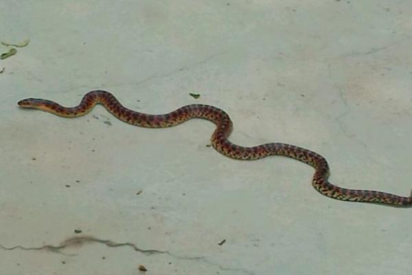 最让人讨厌的6种动物是什么,农村人最恨的动物