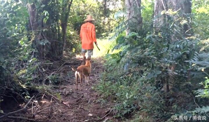 农村里的人是这样抓野鸡的,用细竹竿做陷阱很好用