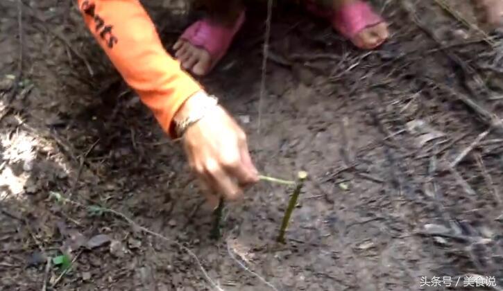 农村里的人是这样抓野鸡的，用细竹竿做陷阱很好用