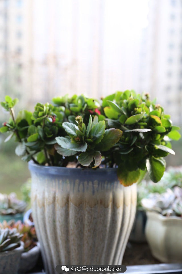 古镇寻肉记:那些旅行中遇见的植物!