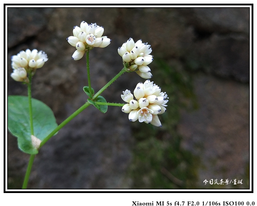 灏忕背5s娴嬭瘎瑙嗛,灏忕背5s璇勬祴