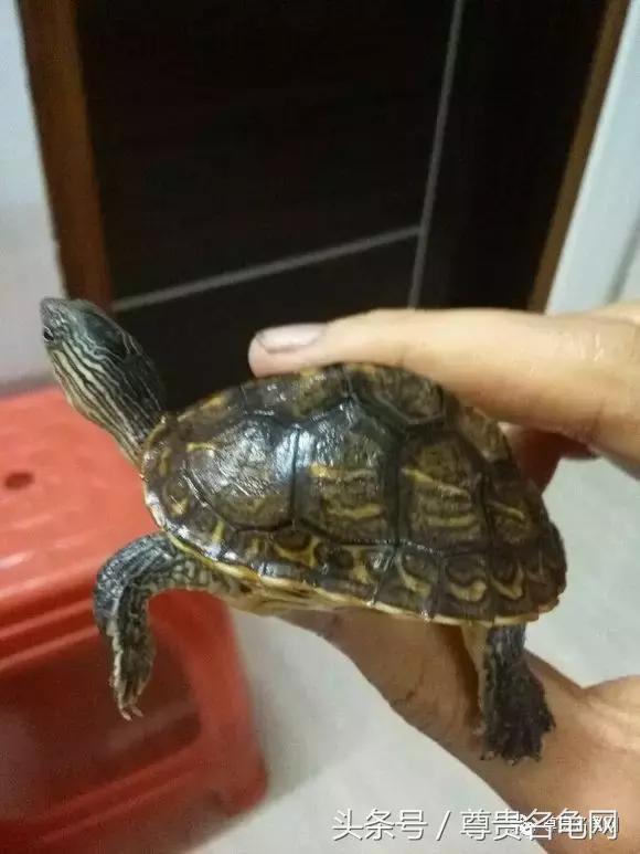 懒人养龟有诀窍，泥水生态养殖就是那么简单！