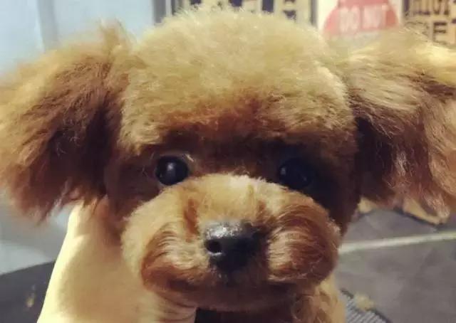 成都宠物寄养基地,成都狗狗寄养