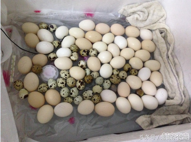 正确的水床使用方法,水床玩法