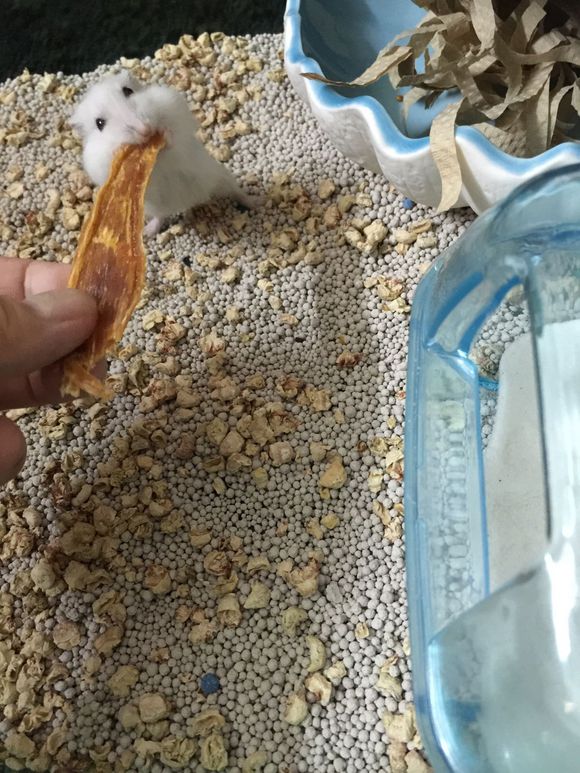 必须买的仓鼠零食,小仓鼠买东西推荐吃的主食小零食