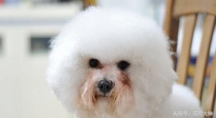 狗狗泪痕的有效消除方法,狗狗泪痕怎么去除方法简单有效