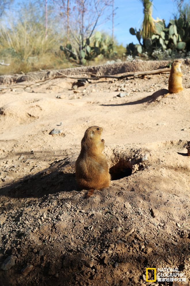 图森仙人掌,图森地理位置