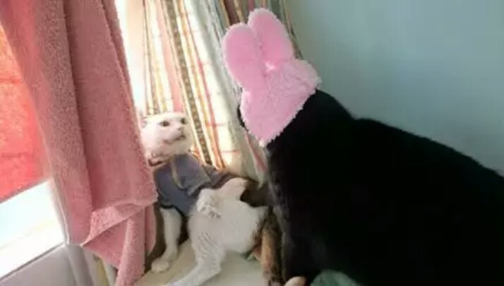 主人在汪星人的鼻子上放了一朵花，谁知道突然降落了一只蝴蝶！