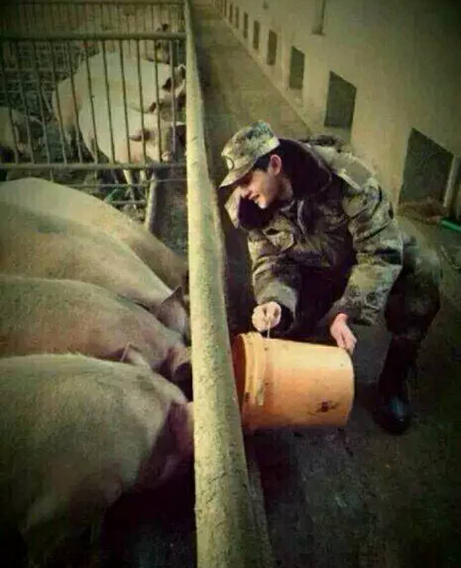 天生桃花眼!前有梁朝伟后有王俊凯,最绝是杨洋对猪的深情凝视~