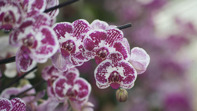 英国伦敦旅游购物攻略,伦敦旅游攻略相关推荐