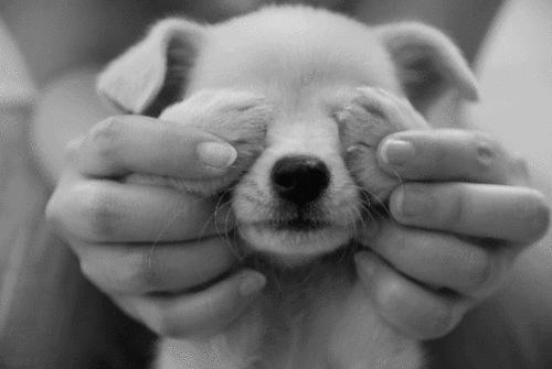 哈士奇扑倒女主人,哈士奇被女主人亲的视频