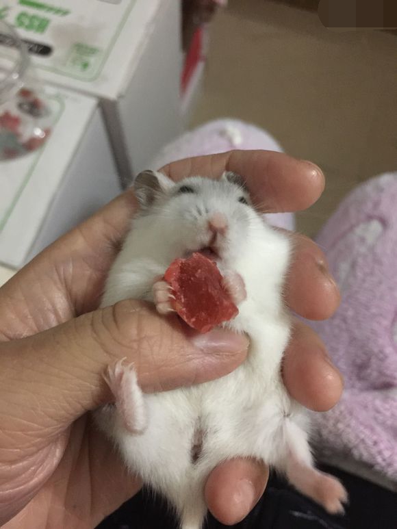 必须买的仓鼠零食,小仓鼠买东西推荐吃的主食小零食