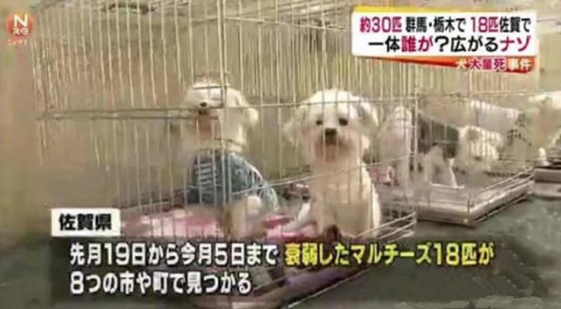 狗厂的盈利,狗厂利润