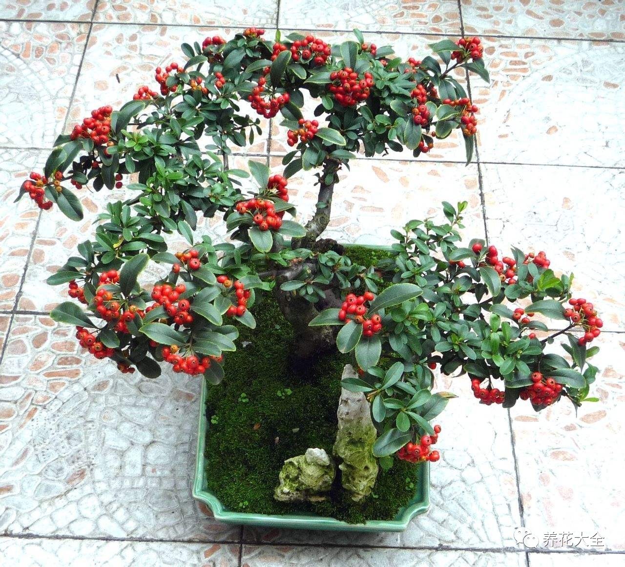 过年观赏花的盆栽,观果花卉盆栽大全