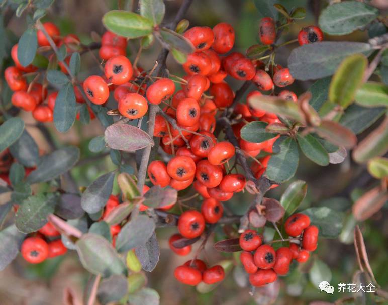 过年观赏花的盆栽,观果花卉盆栽大全
