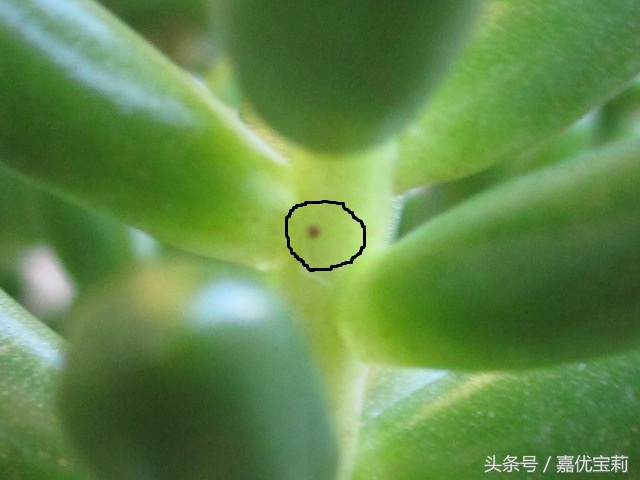 多肉杀红蜘蛛最佳方法,多肉生红蜘蛛专用杀虫剂