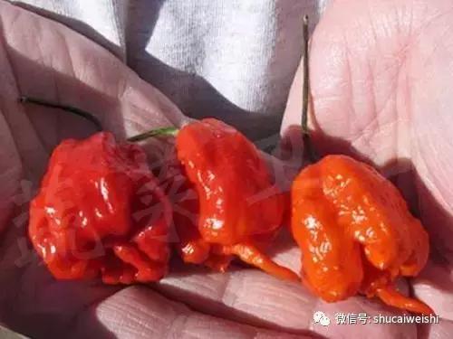 辣椒物语—让我们说说辣椒的味道!