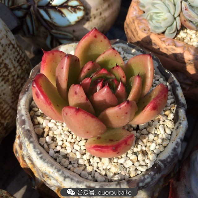 院子阳光房多肉,阳光房庭院多肉