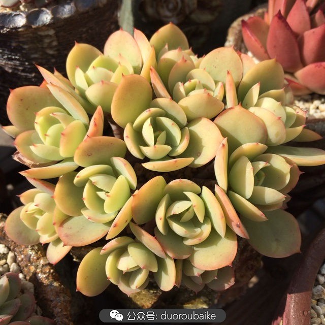 院子阳光房多肉,阳光房庭院多肉