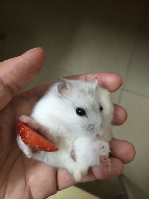 必须买的仓鼠零食,小仓鼠买东西推荐吃的主食小零食