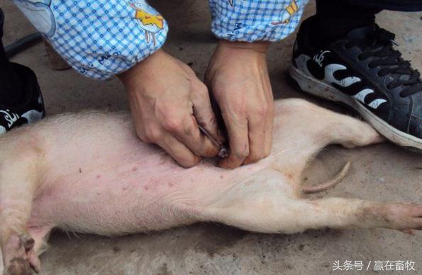 小猪阉割实拍,阉割后一定要严防这些情况发生