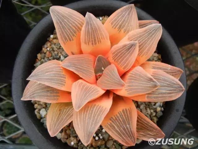 能抵御辐射的植物,最好的防辐射植物