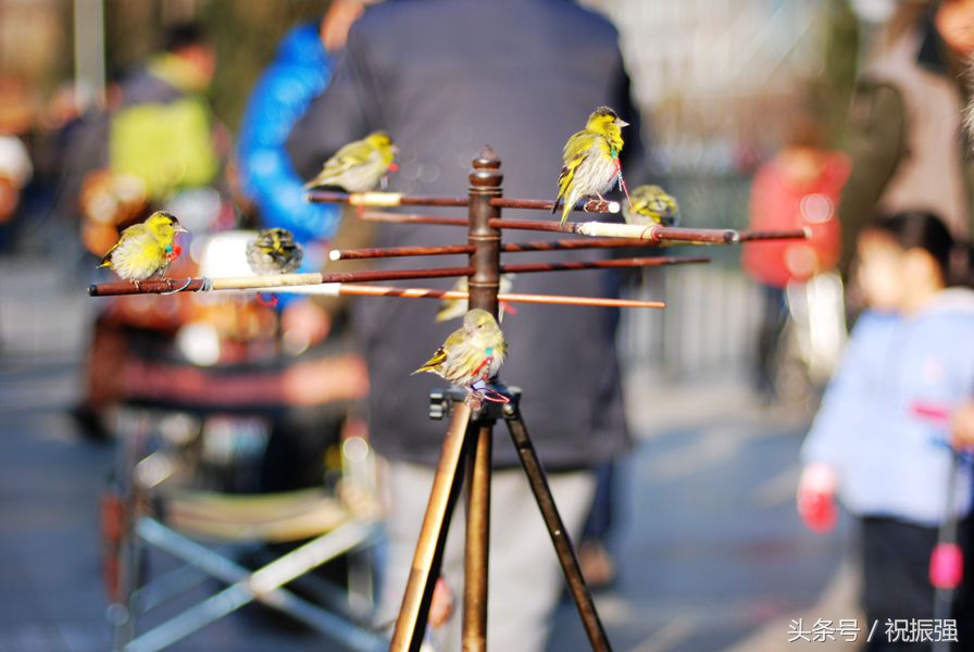 北京十大花鸟鱼虫市场,北京官园花鸟鱼虫市场现在开放吗