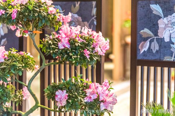 美豪丽致酒店属于公寓式吗,美豪丽致酒店属于哪个街道