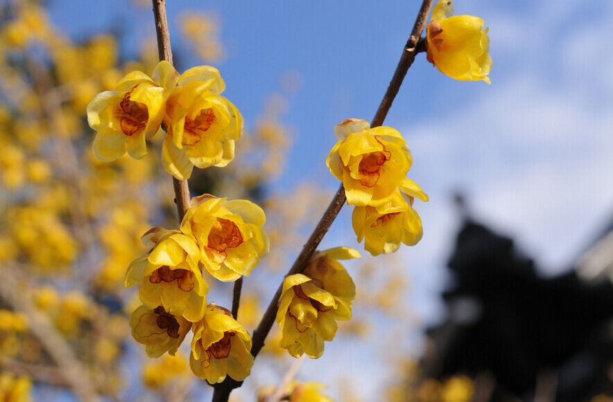 郑州春节旅行攻略,春节从郑州出发去哪里旅游好