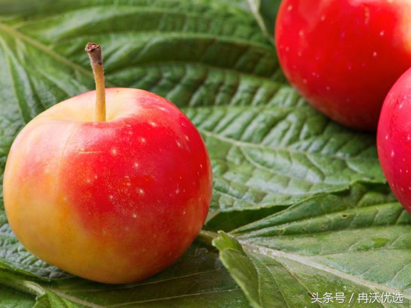 乐都沙果树苗联系方式,乐都的沙果比鸡蛋大