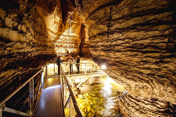 新西兰特色动物有哪些,新西兰奇异动物有哪些