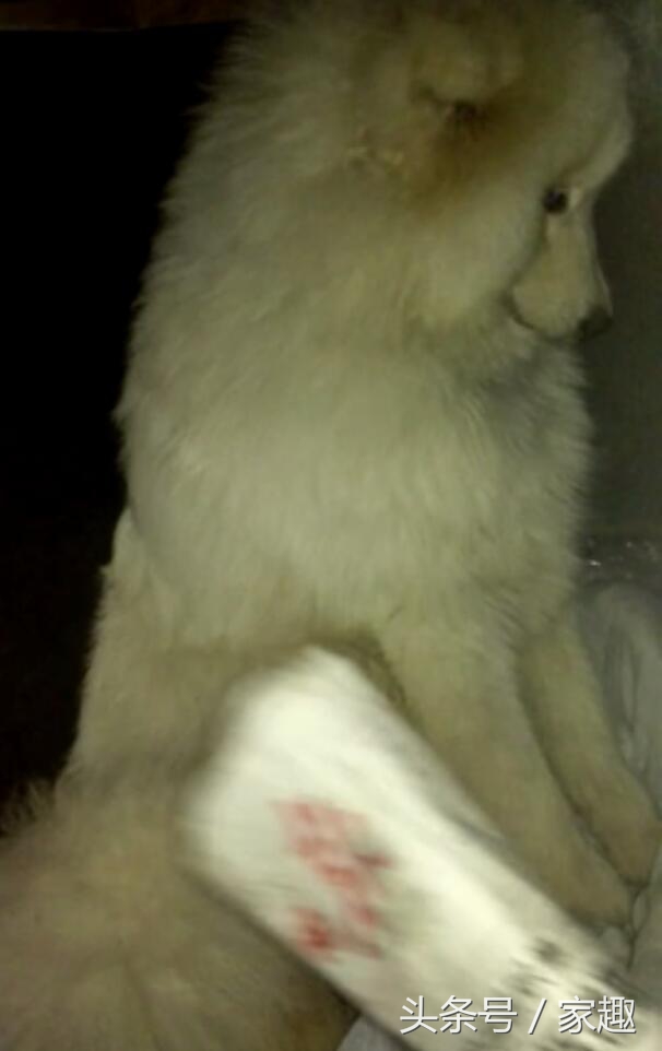 两只萨摩耶咬死900只鸡完整版,萨摩耶咬死900多只鸡