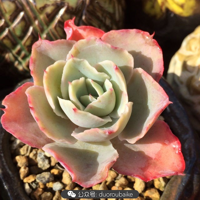 院子阳光房多肉,阳光房庭院多肉