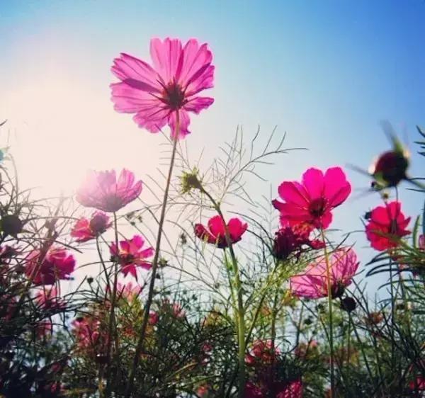 夫妻都知道的婚姻宝典,夫妻都应该知道的婚姻宝典