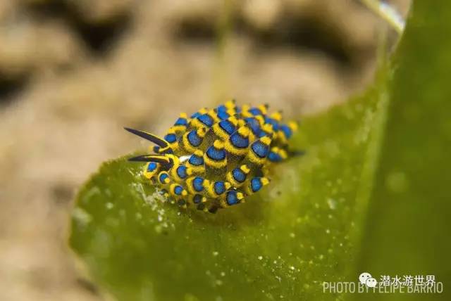 变性、伪装、雌雄同体--谁是微距世界的奇葩?