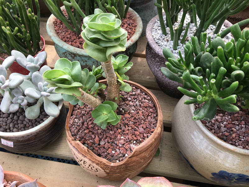 年宵花老桩,年宵花老桩图片大全