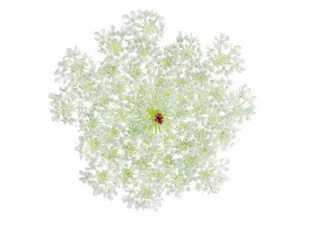 美得让人窒息的景色,美得让人窒息的紫藤花