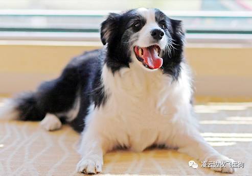 边牧狗狗肠胃不好怎么调理,边牧狗狗软便怎么办最有效的方法