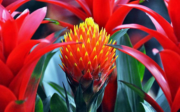 过年买什么鲜花摆家里好,春节家中摆满什么花寓意好