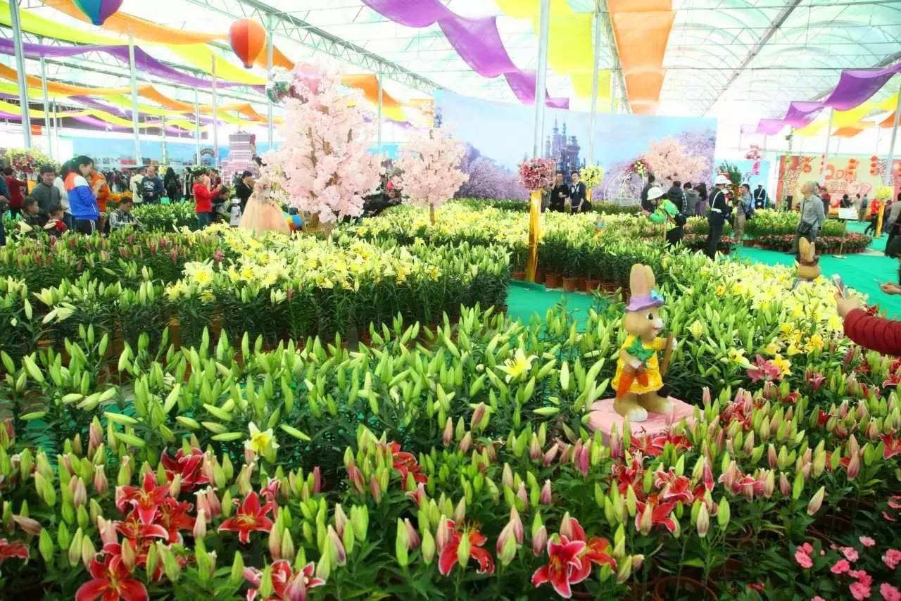 就在今日,百万鲜花盛放!南海这个“花花世界”等你来赏!