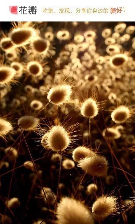 古诗最美田园诗,诗词美句