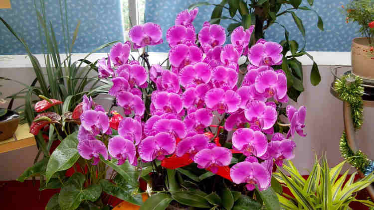 过年买什么鲜花摆家里好,春节家中摆满什么花寓意好