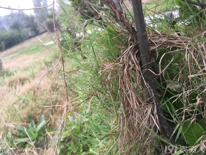 顽强的植物顽强的生命力,顽强的野草有哪些