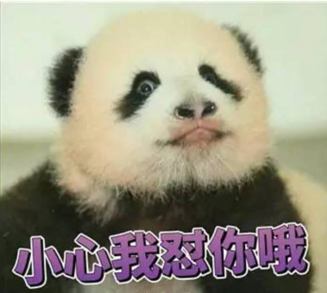 为求得一只熊猫的抚养权，英美荷法等国家连尊严都不要了