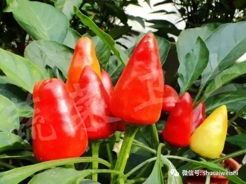 辣椒物语—让我们说说辣椒的味道!