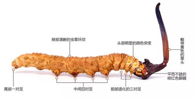 科普虫草形成过程视频,鲜虫草的科普视频